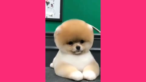 cute puppy gets a great haircut