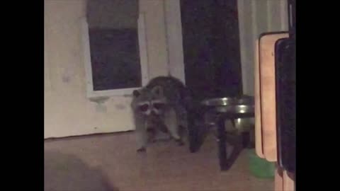 Raccoon Breaks And Enters Through Doggy Door