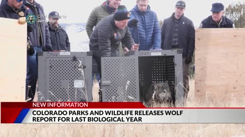 Colorado Parks and Wildlife report details first months of wolf reintroduction