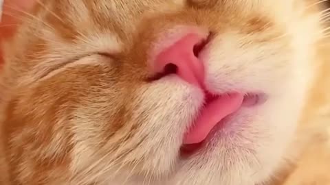 A cat sleeping quietly