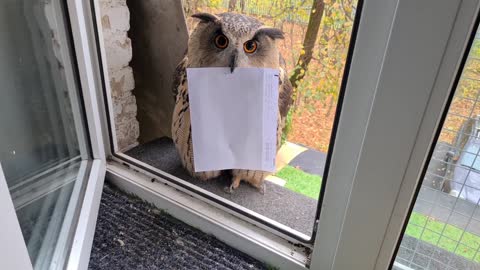 The owl delivered the letter. But this is not the letter I was expecting