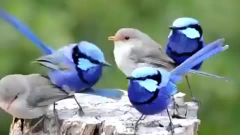 The most beautiful birds that I love