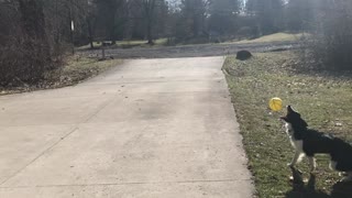 Border Puppy Plays “Collie” Ball!