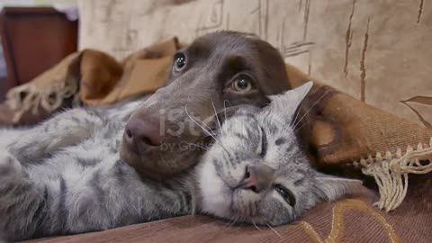 Funny Dog & Cat