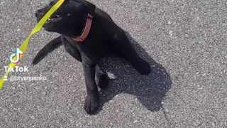 Buddy goes on his first walk