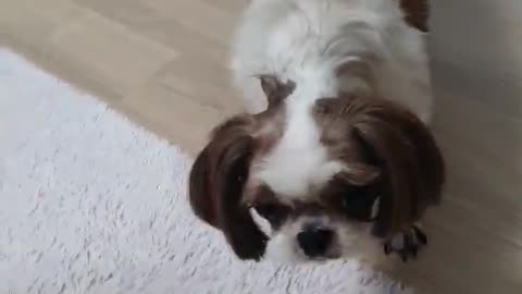 Putting whipped cream on a cute puppy's nose