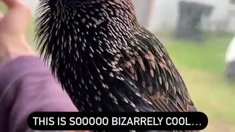 Cute Birds Slow Motion Mouth Tunes #shorts #shortvideo#video #virals #videoviral