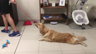 Golden Retriever Loves Getting Dragged Across The Floor