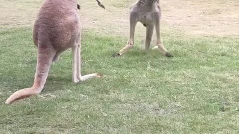 The kangaroo fight