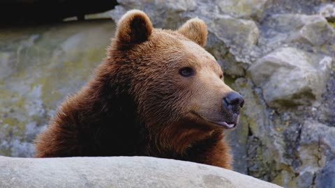 close up shot of a wild bear roaring