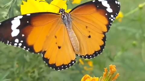 Flower and butterfly