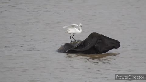 Egret and buffalo are the best friends.