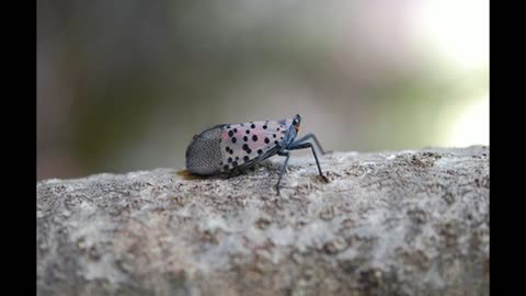 Spotted Lanternfly