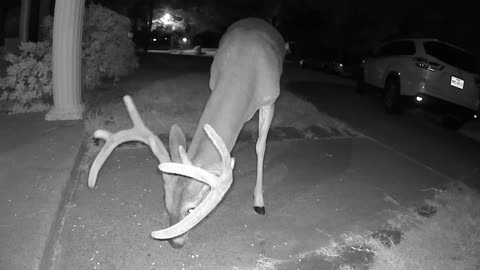 AMSR 8pt Velvet Whitetail deer eating corn in my Cypress TX neighborhood