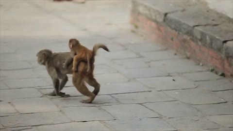 A momma monkey walking with her baby monkey on her back in Kathmandu, Nepal, temple