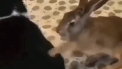 Cat vs rabbit _ Funny attack video _ funny animals reaction _ cat funny lazy