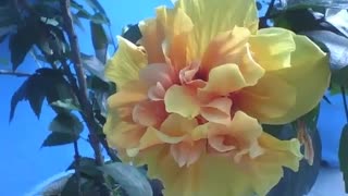 Beautiful yellow tropical hibiscus flower, it has layers of red [Nature & Animals]