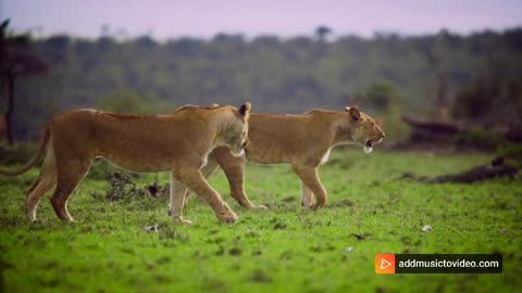 2 Lionesses Walking Together in unique way