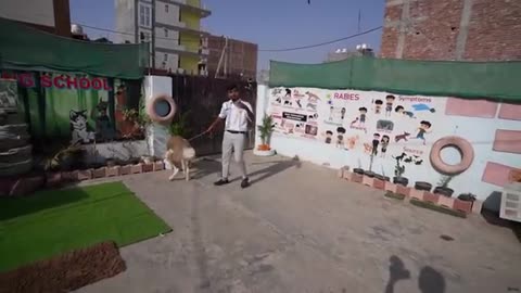 💞Dog training and behtarin ❣️sabse badhiya 😱dog training