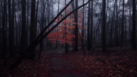 ning to the rain is a kind of catharsis, watching the rain is a kind of decompr