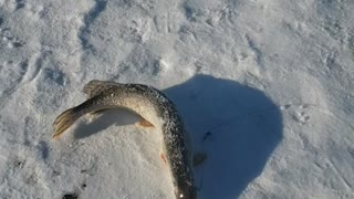 Ice fishing on the river