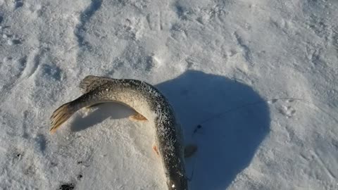 Ice fishing on the river