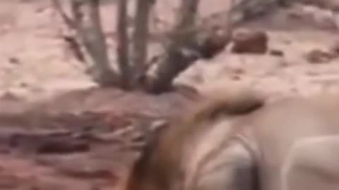 Elephant and lion fight funny video 2021 funniest fight between elephant and lion. #shorts