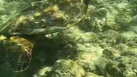 honu#oceanlover#underwater#seaturtle#hangingout