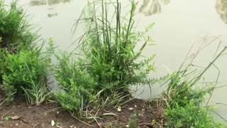 Family of turtles at the park see boy and swim up to him