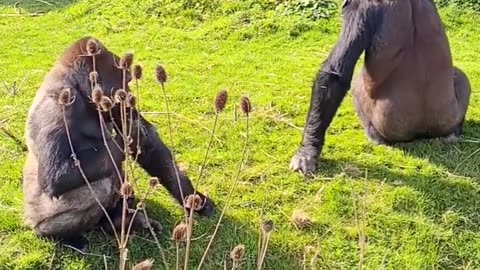 Gorillas eating grass! Gorillas are not picky and have a versatile diet #gorilla #eating #outside