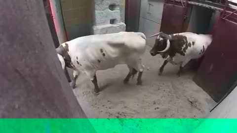 2 bulls fighting