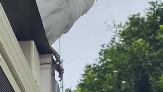 Cockatoo chillin