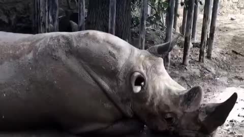 Give a cow a bath big rhino