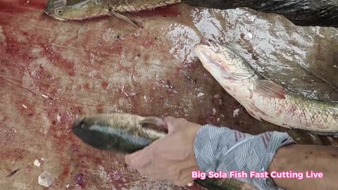 Amazing Fish Cutting Skills l Big Sola Fish Fast Cutting By Expert Cutter