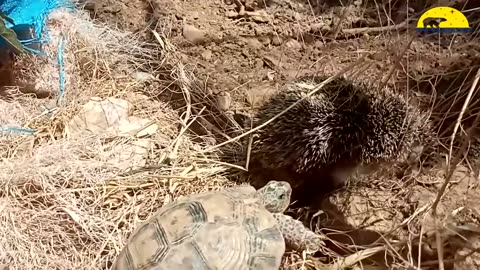 Hedgehog Screaming - All that noise!