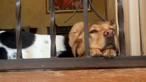 Bored lonely dog with his nose between two bars next to another sleeping dog