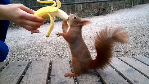 The squirrel is so cute especially how he eats the banana