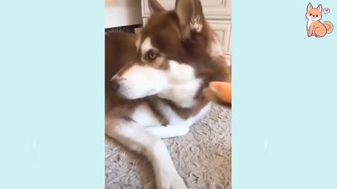 cute dog funny movement and full enjoyment