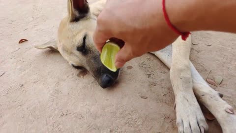 Lemon Prank Dog So Funny Try To Stop Laugh Challenge 2022