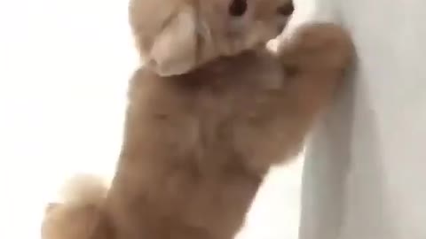 cute dog