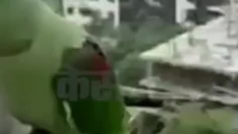 Parrot is Calling for Mom by Knocking on the Window #shorts #viral #shortsvideo #video