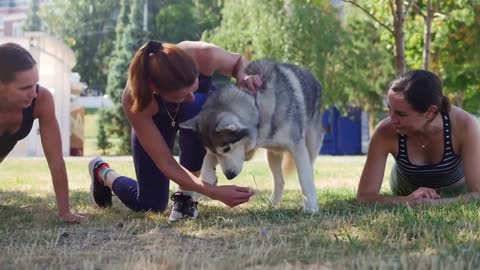 Dog Training fun ways with Useful commands!