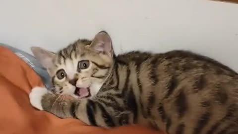 Cat's Funny video 😺😺😺