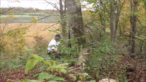 Cutting down large leaning Ash tree