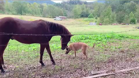 Horse takes mouse away from Malinois dog