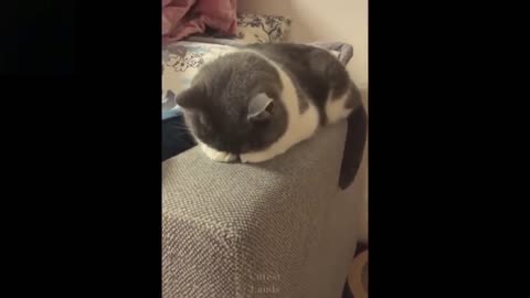 Cute and funny pets complete insane relaxing pet