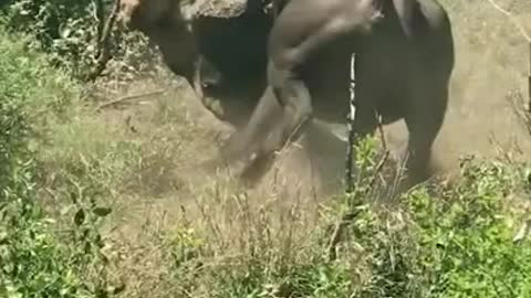 Lion vs Buffalo fishing short video