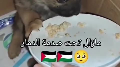 Scared dog shakes and refuses to eat after an lsraeli air strike on Gaza