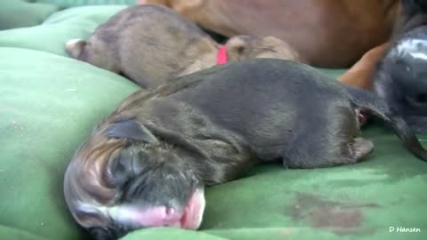 Dog has an amazing birth while standing