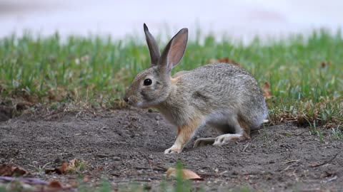 Bunny and Squirrel Play Together